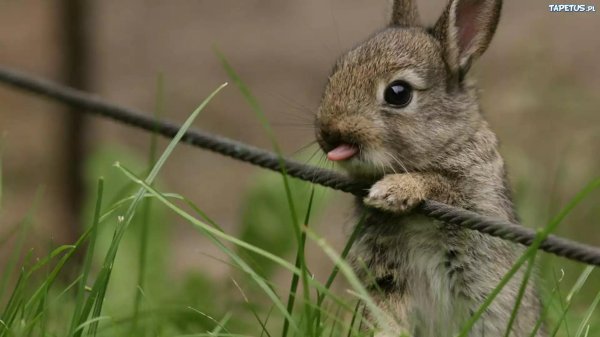 зайцы животные