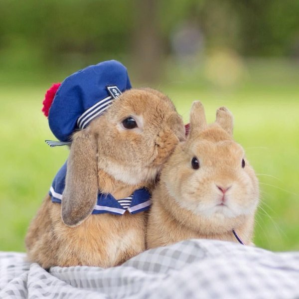 влюбленные кролики