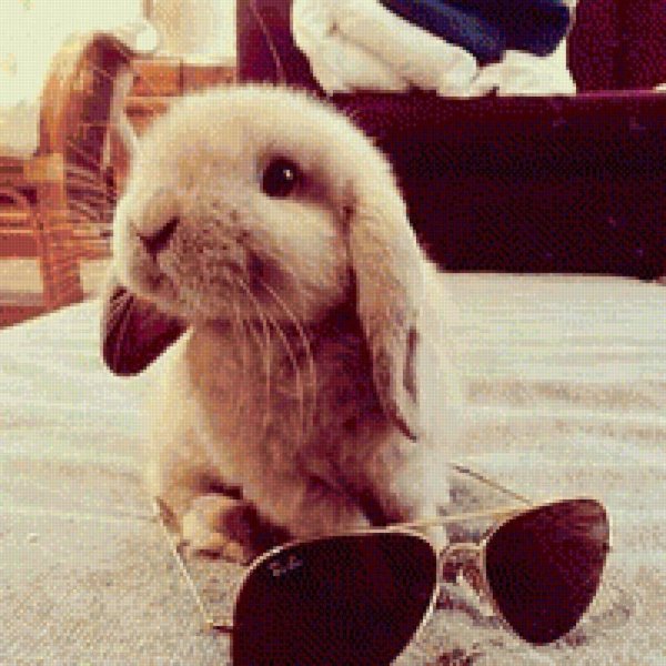 крутые животные в очках