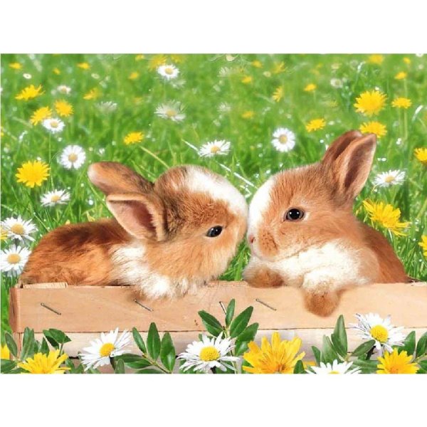 красивые зайчики