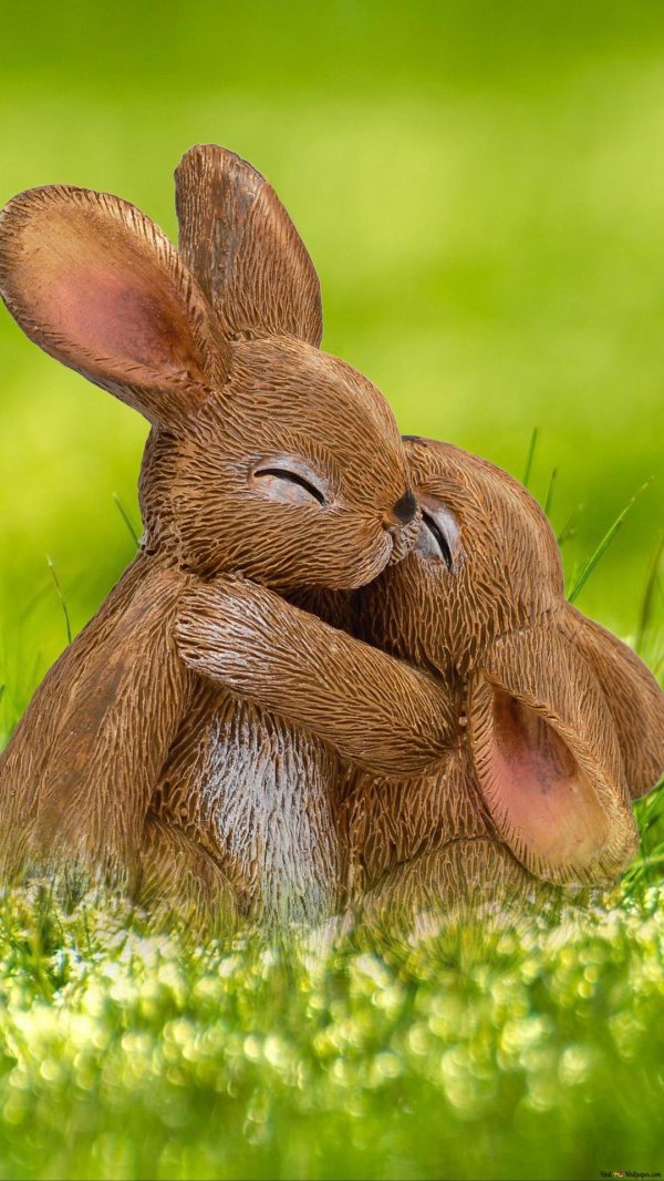 влюбленные зайки