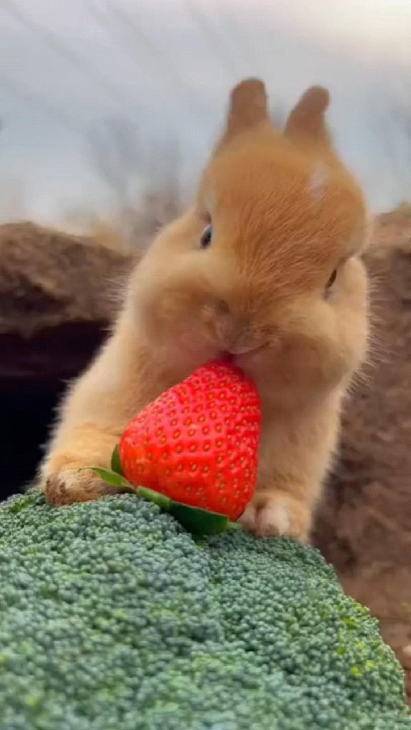 забавные зверюшки