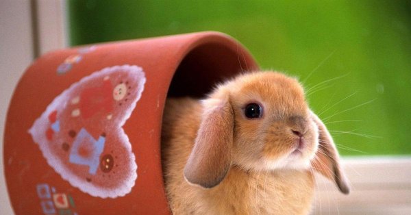 кролики милые