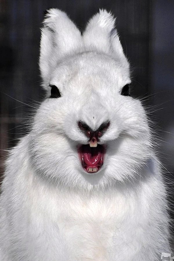 зайцы смешные