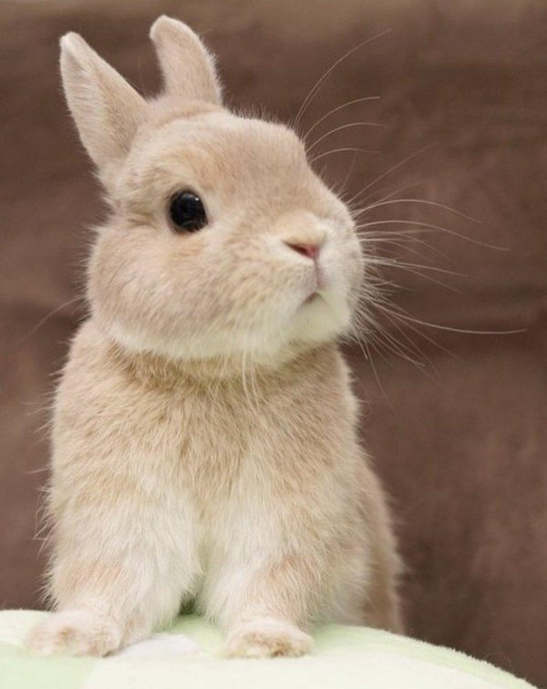 кролики милые