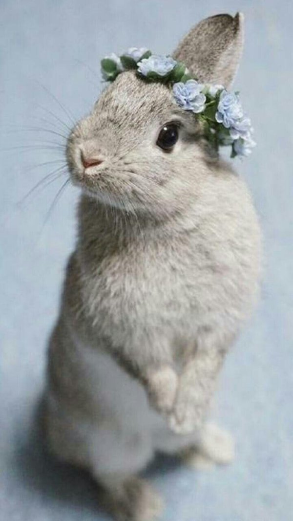 зайцы милые