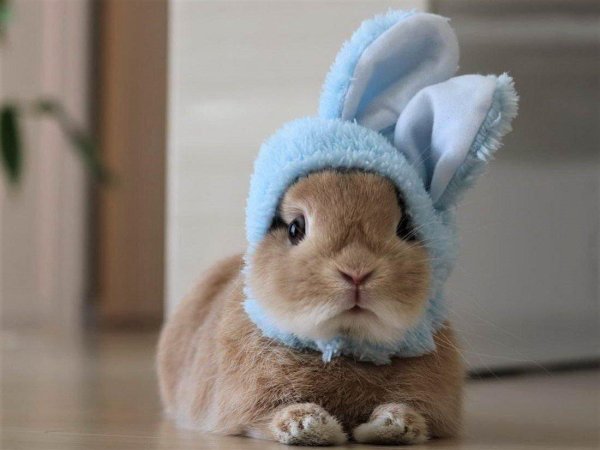 милые зайчики