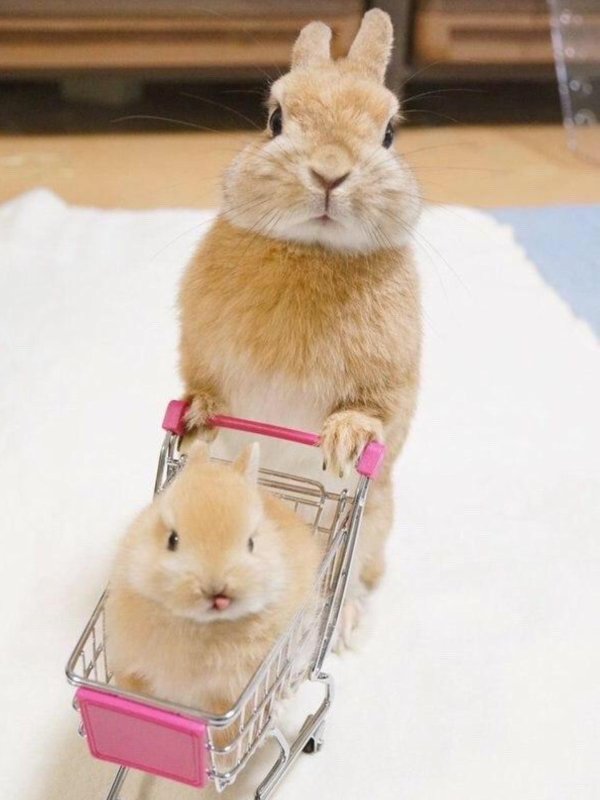 зайцы смешные