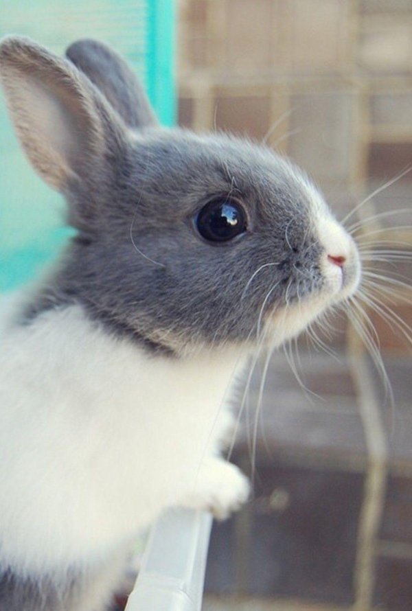 кролики милые