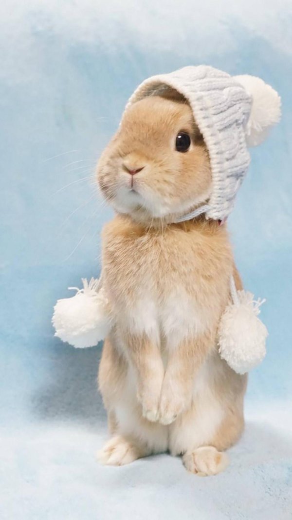 заяц в шапке