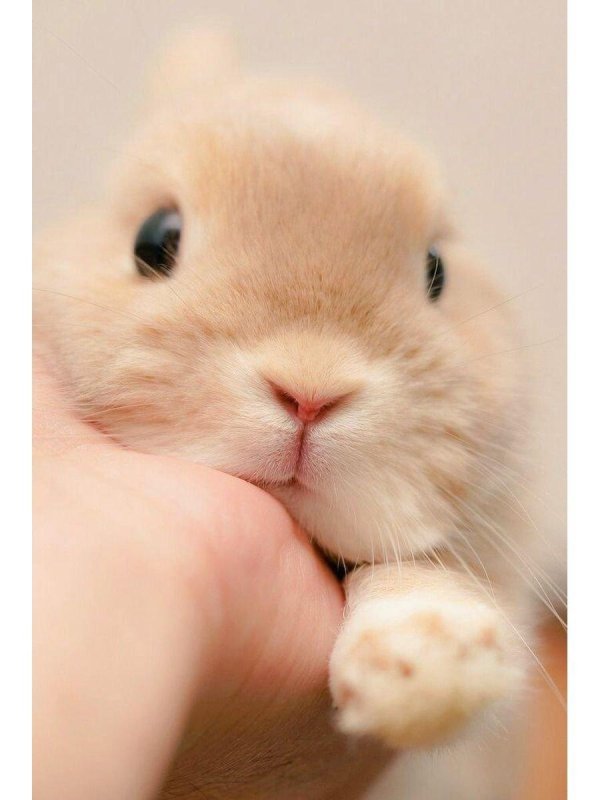 зайчики милые