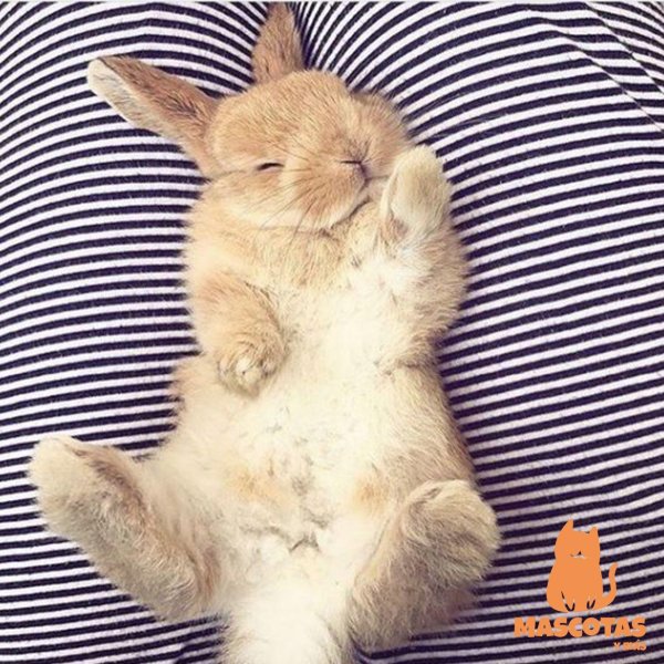 спящая зайка