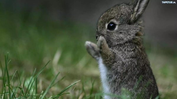 маленькие зайчики