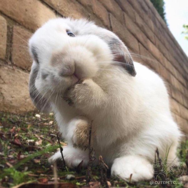 веселый кролик