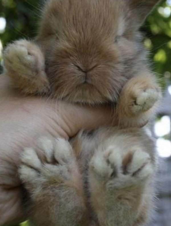 карликовые кролики