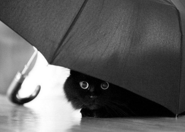 кот с зонтиком