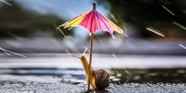 улитка красивая