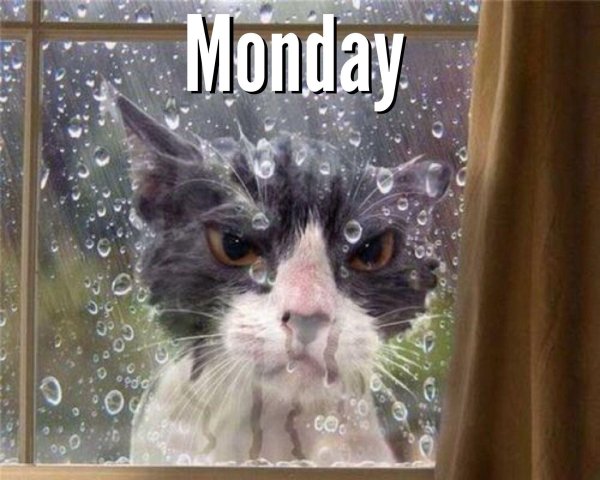 мокрая кошка