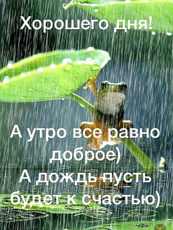 Дождь прикольные