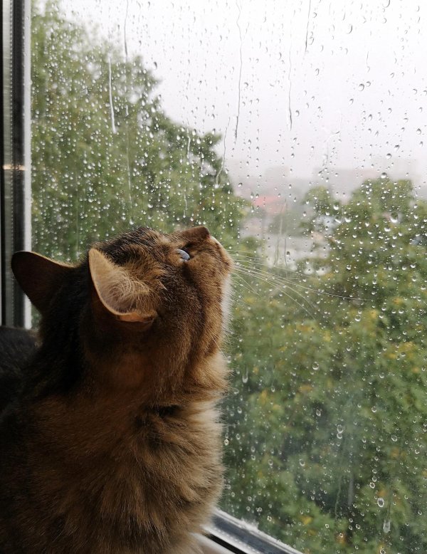 дождливого утра