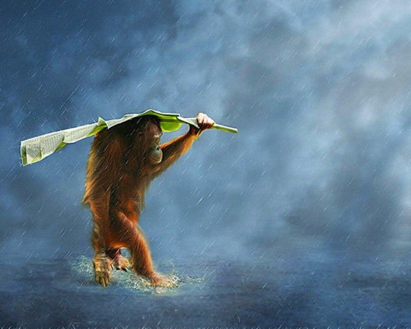 обезьяны шимпанзе орангутаны