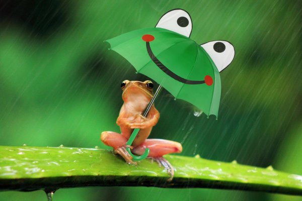 лягушка квакша розовая