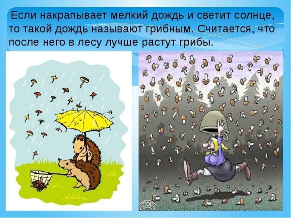 день грибного дождя