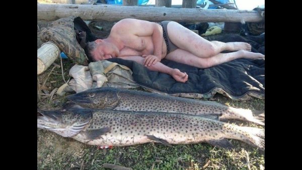 амурская леопардовая щука