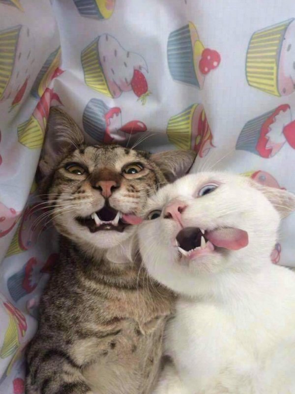 смешная кошка