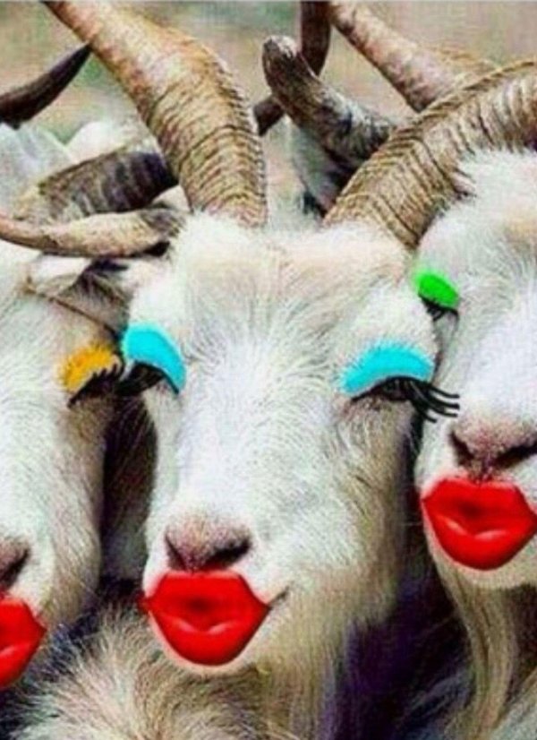 животные забавные