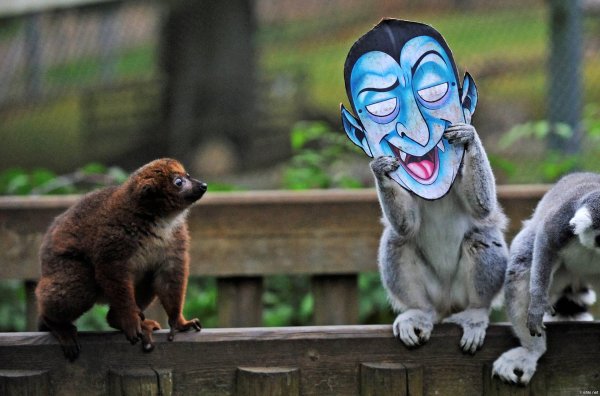 прикольное животное