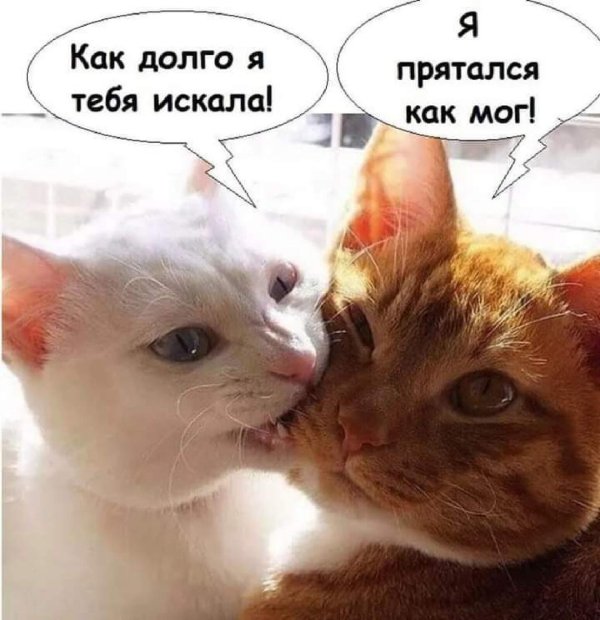 котики мы