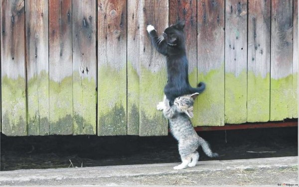 помогайте друг другу