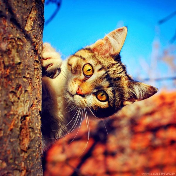 выглядывает из за дерева