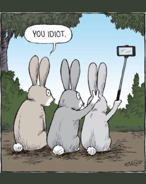 прикольный заяц