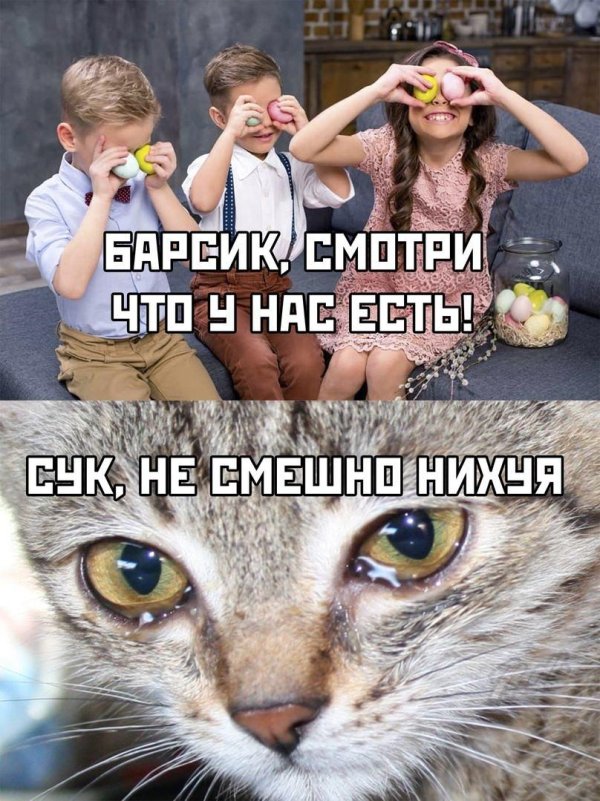плачет кошка