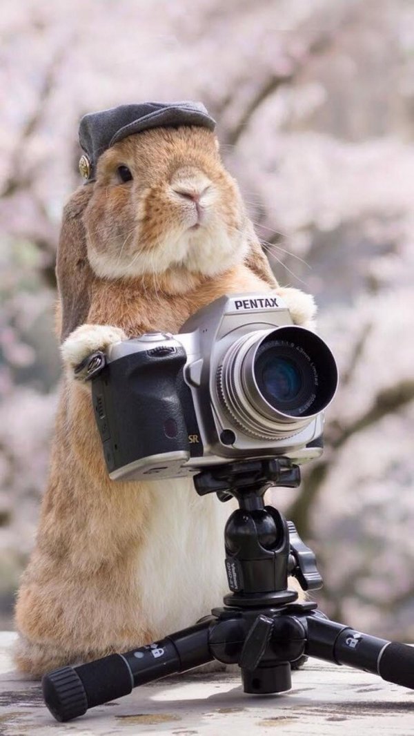 смешной кролик