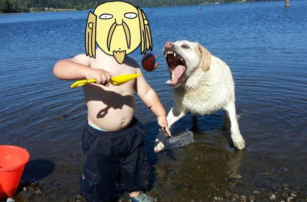 ретривера лабрадора охотничьи