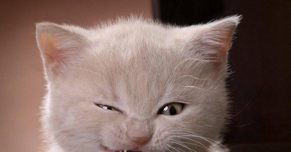 смешной котенок