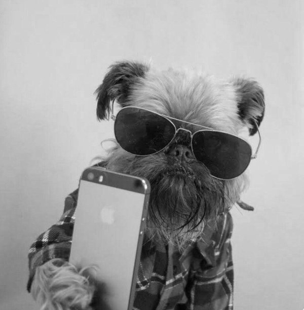 крутая собака