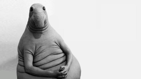 ждун оригинал