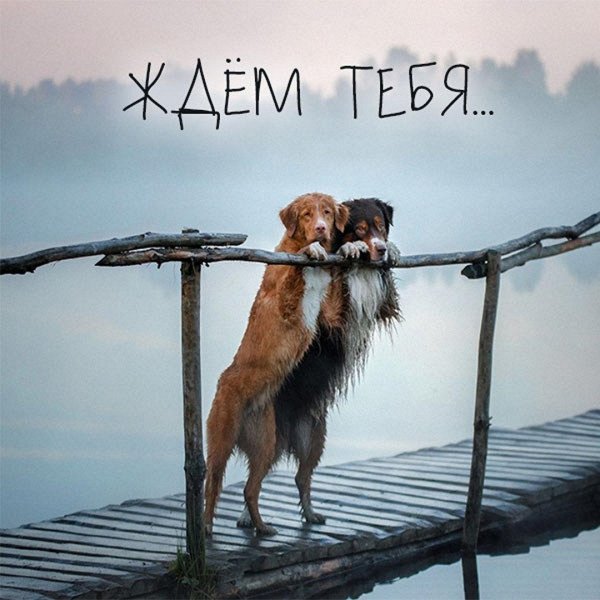 новошотландский ретривер