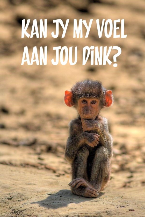 бабуин малыш