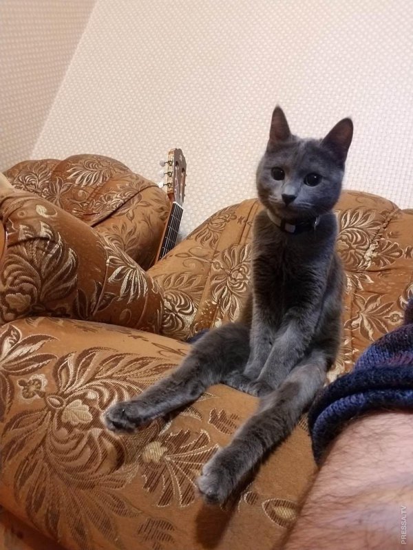 русская голубая кошка