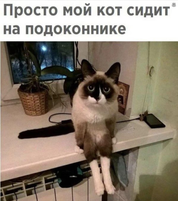 коты юмор