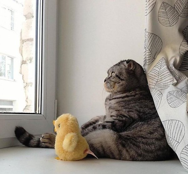 кошечка возвращайся скорее