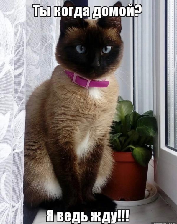 сиамская кошка