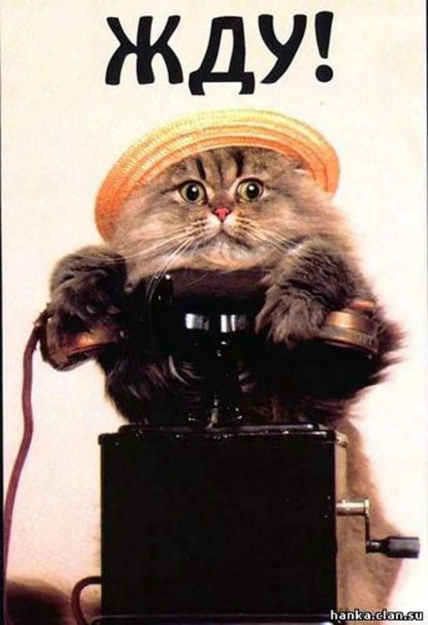 животные с фотоаппаратом