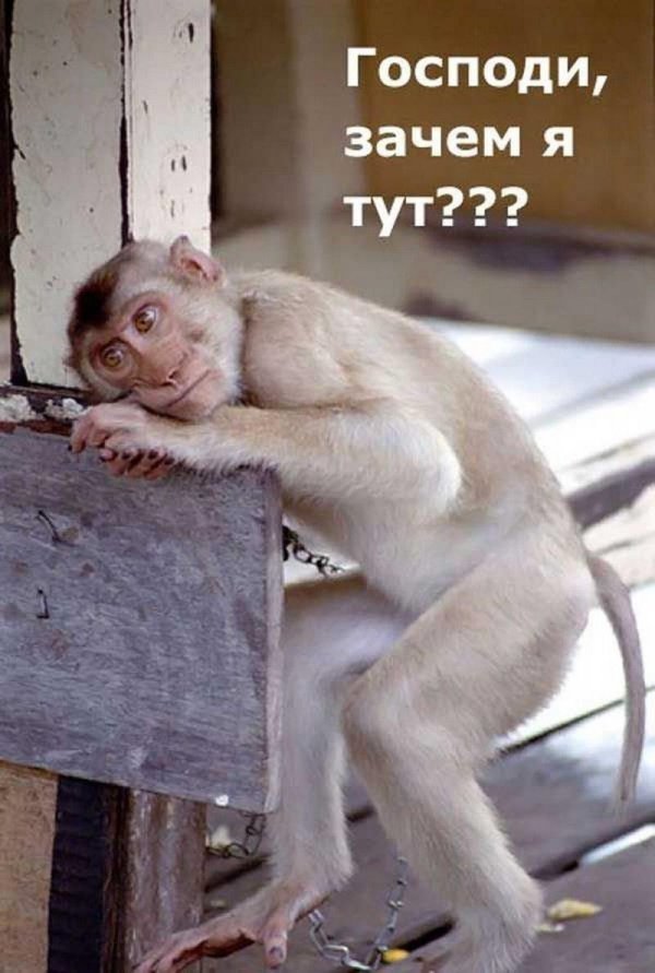 Прикольные жду