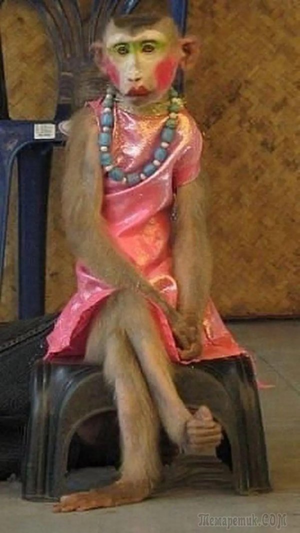 накрашенная мартышка